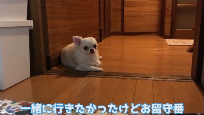 浮かない表情の犬