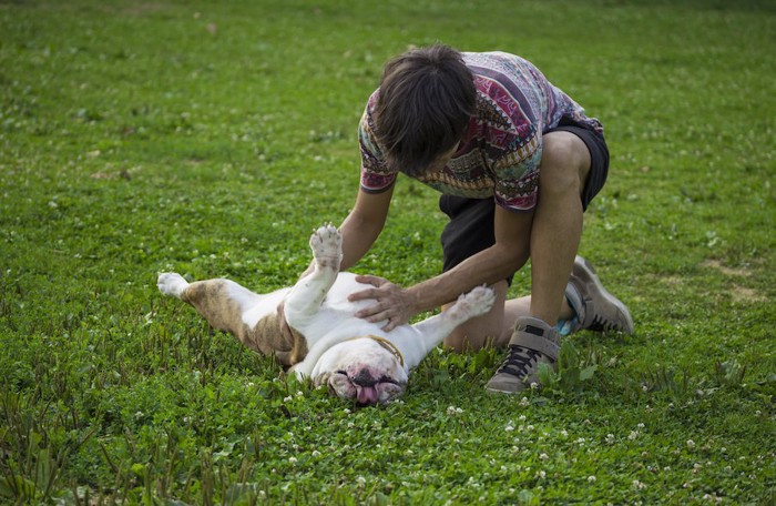 お腹を撫でられて嬉しそうに寝転ぶ犬