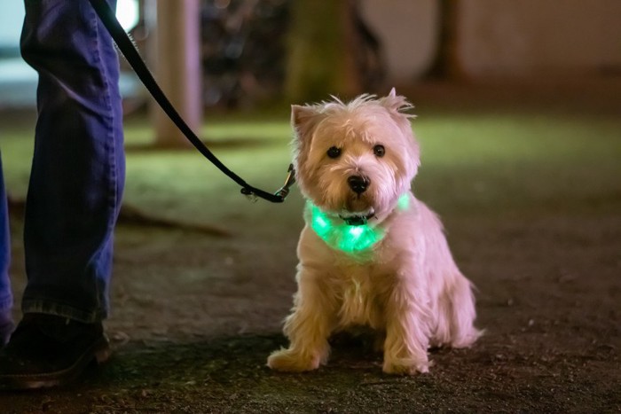 緑に光る犬の首輪