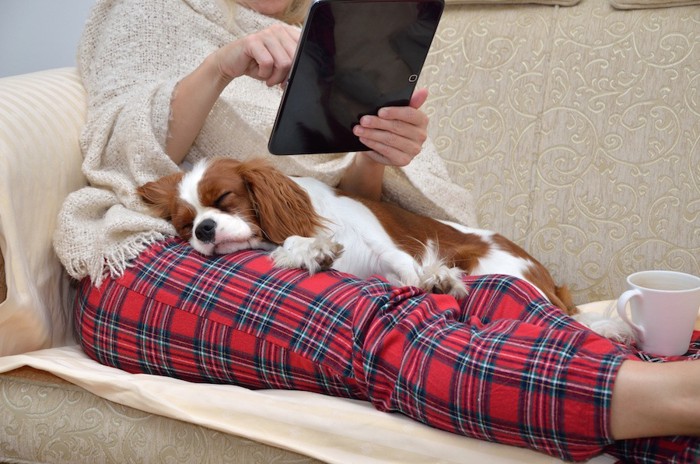 ソファーでくつろぐ犬と飼い主