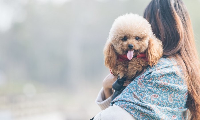 女性に抱かれて舌を出す犬