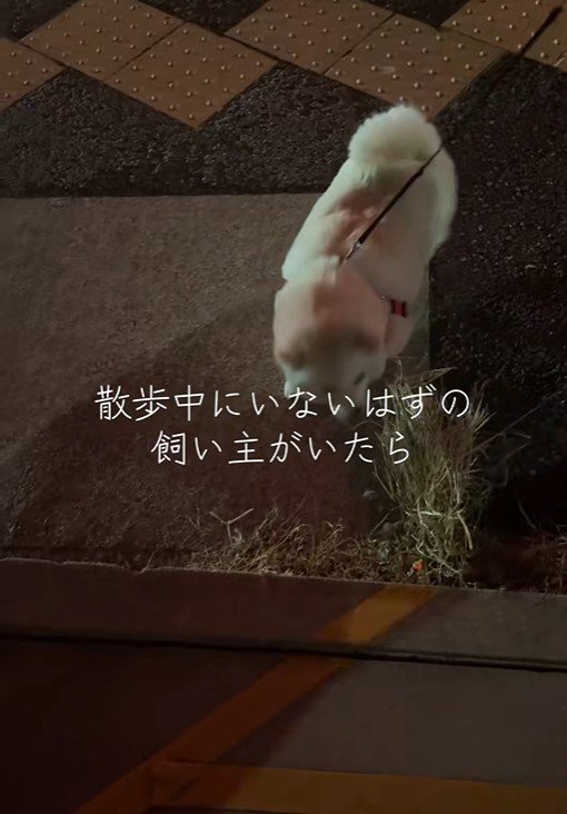 飼い主さんに近付いてきて…