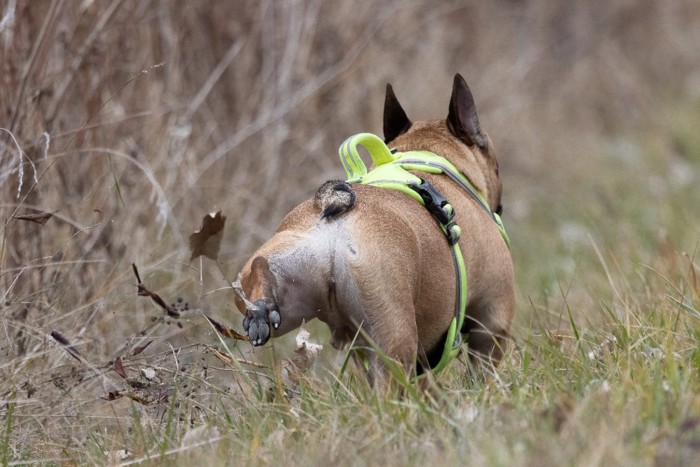 草むらで足を上げる後ろ姿の犬