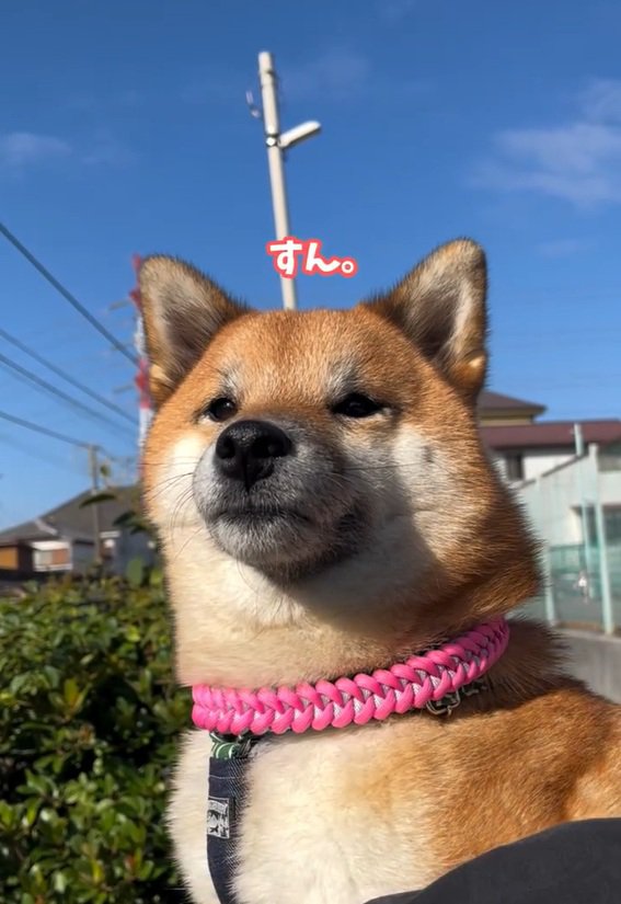 スンとするくうちゃん