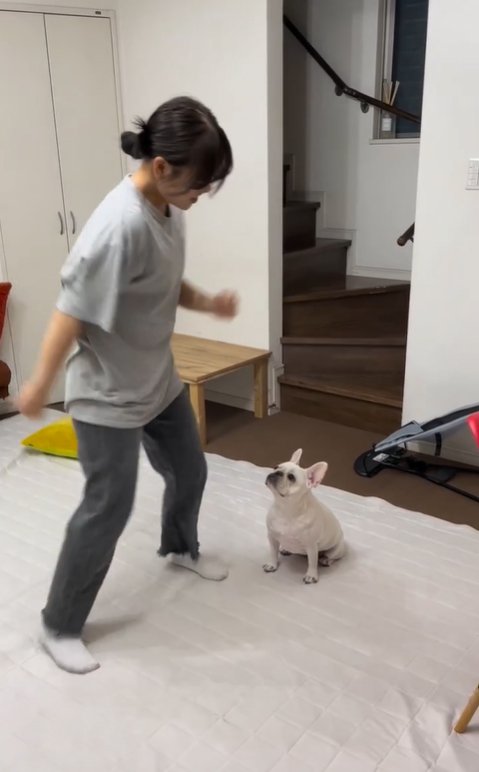 ダンスする高校生を見つめる小型犬