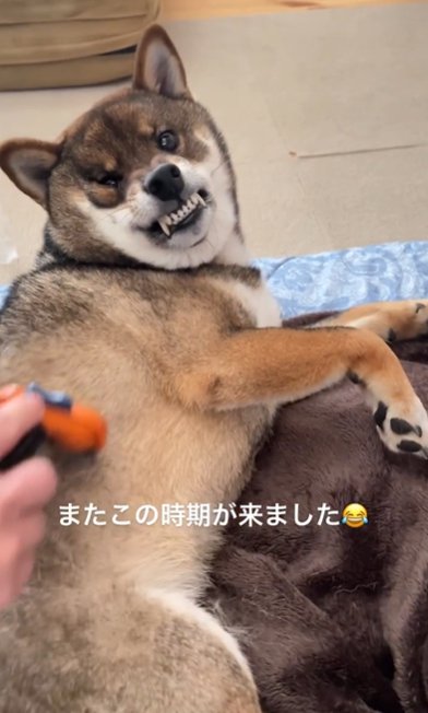 ブラシにキレる柴犬