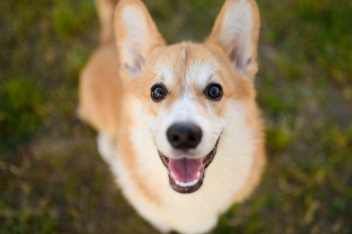 笑顔で見上げる犬