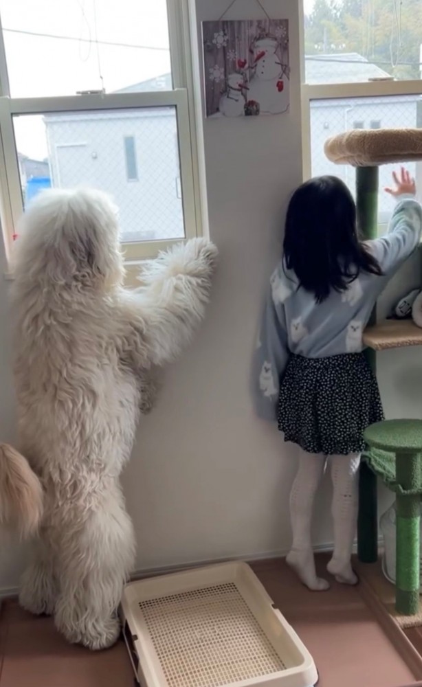 窓の外を見つめる女の子と犬