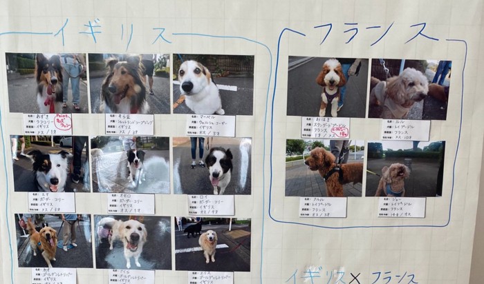 海外原産の犬