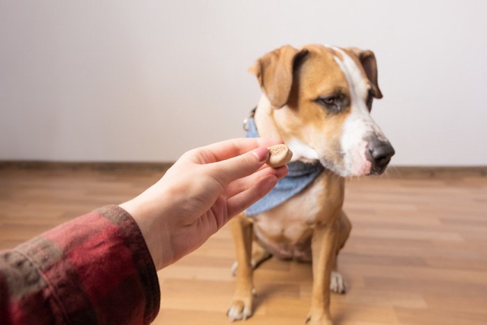 オヤツを食べない犬