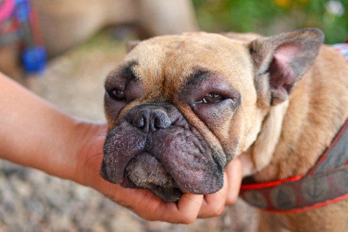 アレルギーで目が腫れた犬