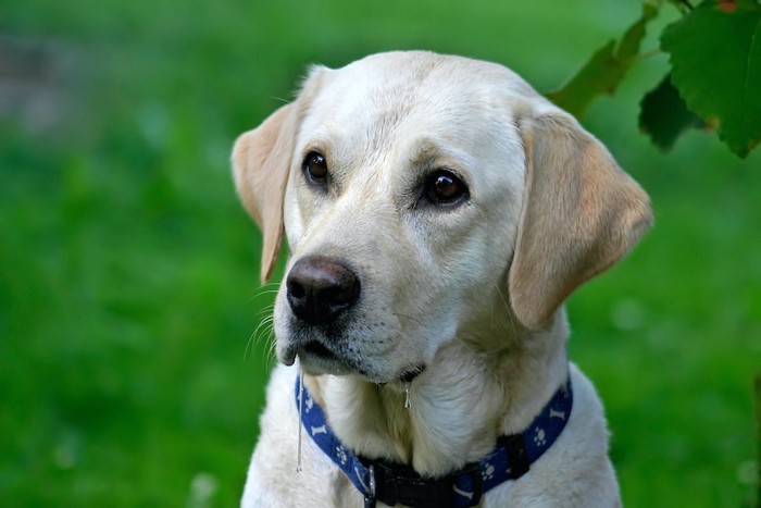 何かを真剣に見つめる犬