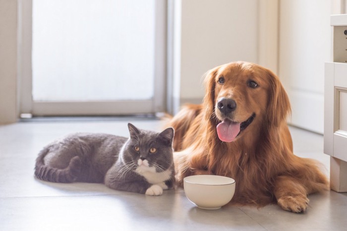 ボウルの前で伏せる猫とゴールデンレトリーバー