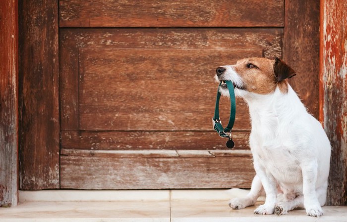 扉の前で首輪を咥えて座る犬