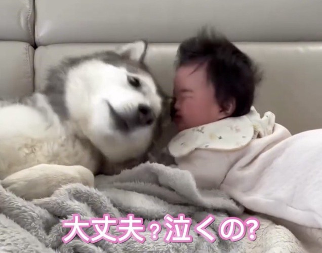 赤ちゃんの顔を覗き込む犬