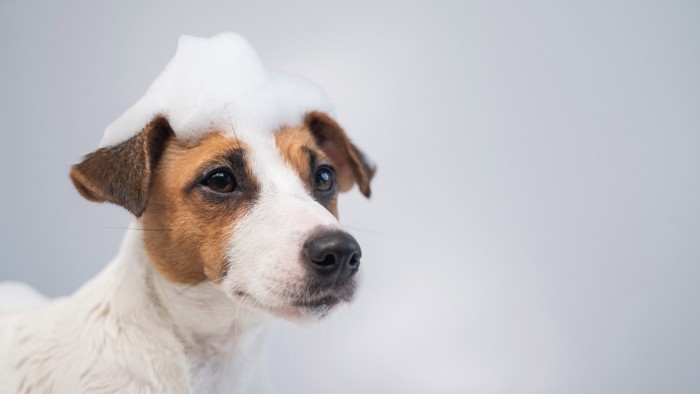 シャンプーの泡を頭に乗せた犬