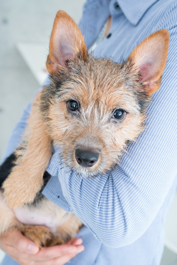 抱っこされながら上目遣いの犬