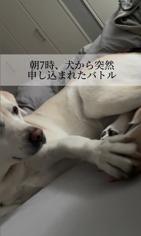 愛犬からバトルの申し込み