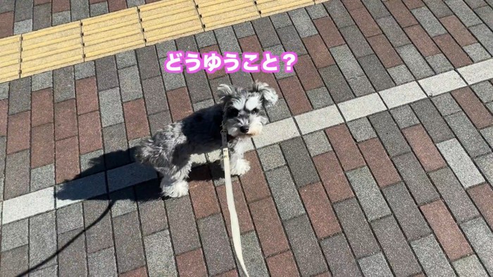 「どういうこと？ただのお散歩じゃないの？」