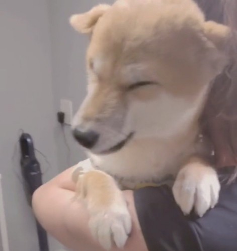 腕の中でとろける顔の犬