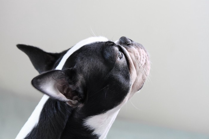 ニオイを嗅ぐように見上げる犬の顔のアップ