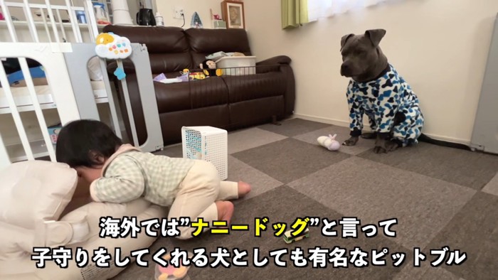 子守り犬としてもポピュラー