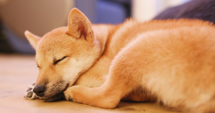 眠る柴犬