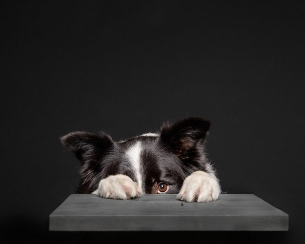 テーブルに隠れて片目だけこちらを見ている犬