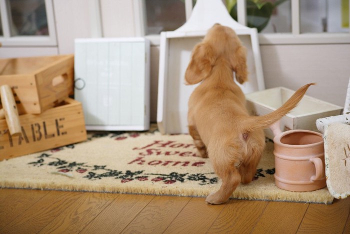 子犬の後ろ姿