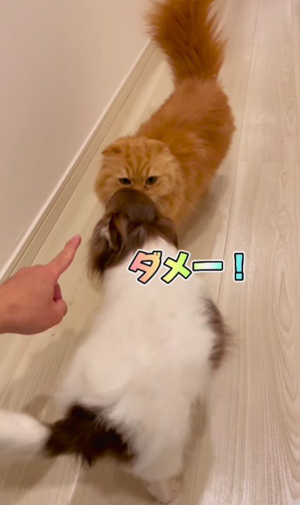 「だめー！」とみるくちゃん