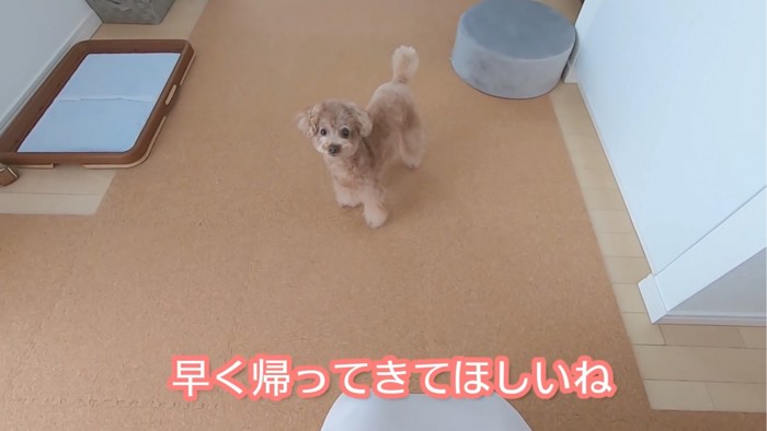 ママさんの方を見る犬