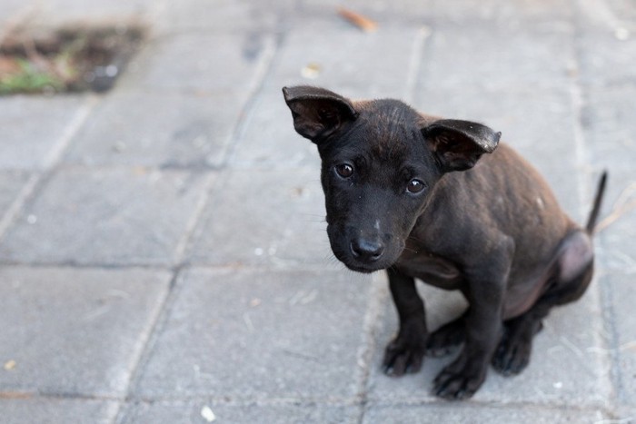 黒い子犬