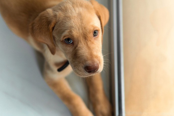 じっと見つめてくる茶色い犬