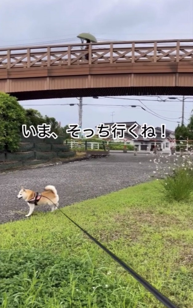 走り始める犬