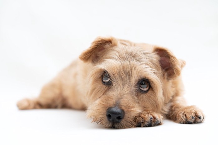 伏せの姿勢で上目遣いをする犬