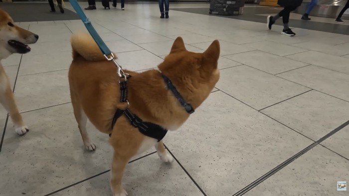 ナラちゃん＆ソラくんとママの再会3