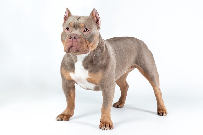 真剣な表情のまま立っているアメリカンブリー