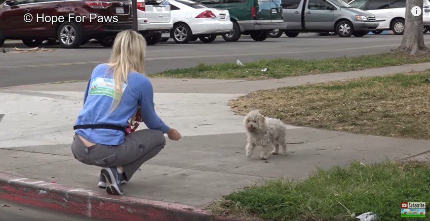 初対面で人の手から食べ物をもらう犬