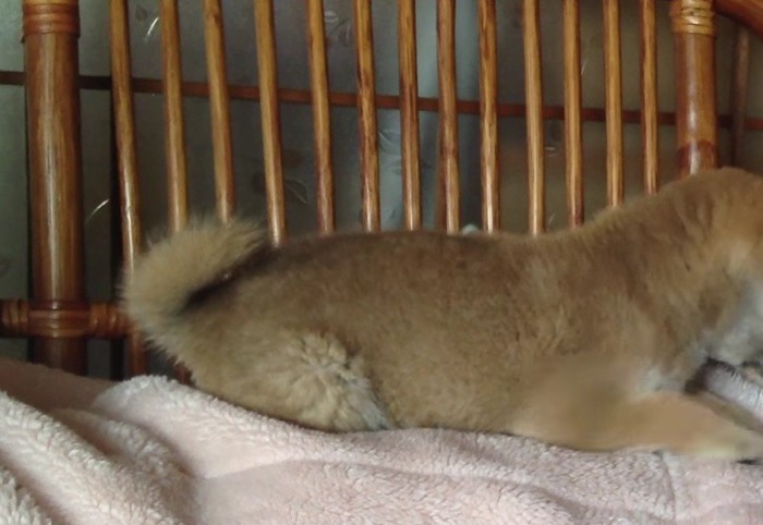 子犬期のももちゃんは…