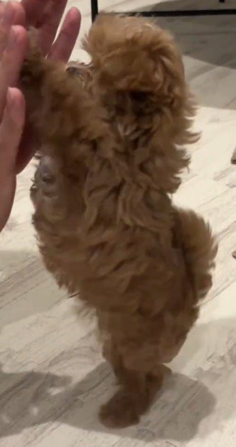 立ち上がって飼い主の手に前足を添える子犬