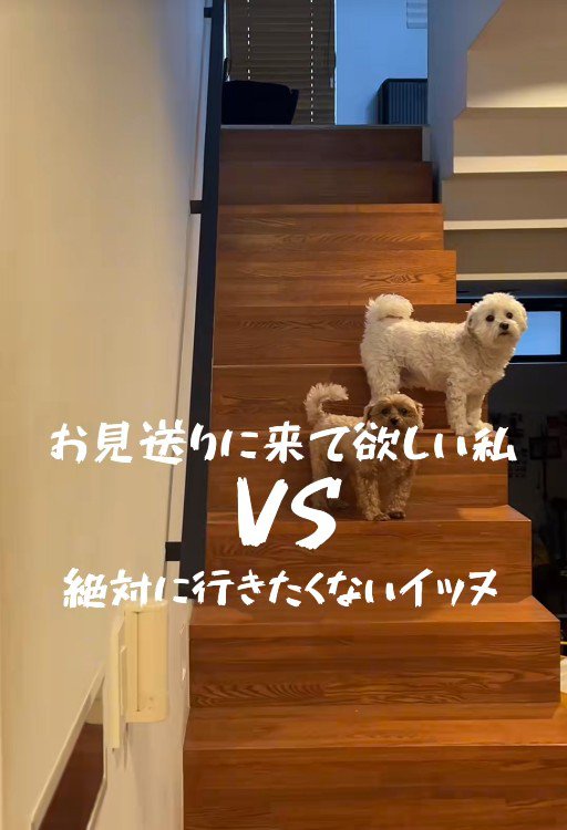 お見送りしないチャチャちゃんたち4