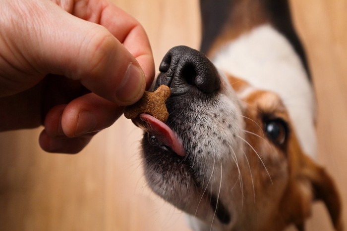 おやつをもらう犬