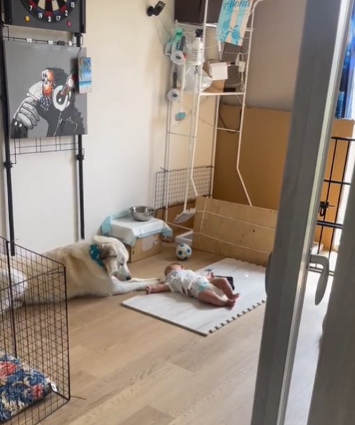 見つめる犬