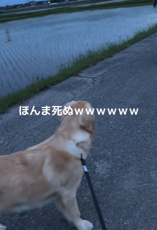 お散歩中のベイリーちゃんとパパ4