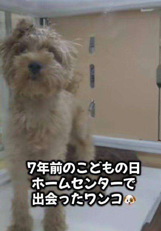 売れ残ったわんこ
