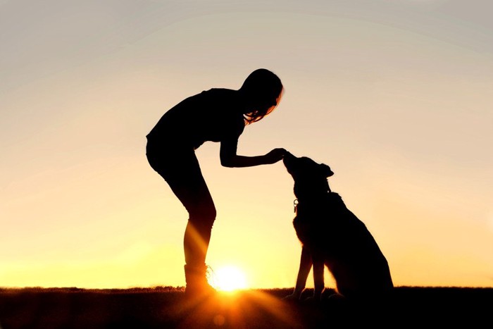 夕日の中の人と犬