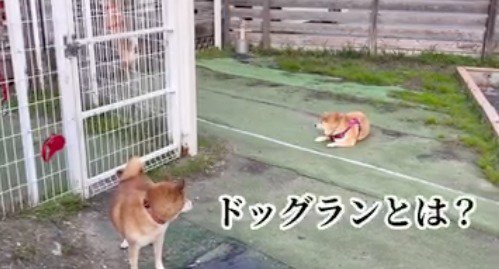 近くにいる柴犬を見つめるシニアの柴犬