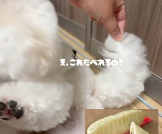 パパさん