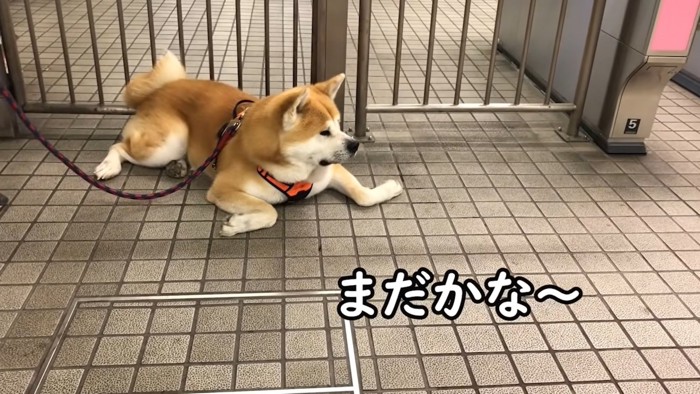 伏せる秋田犬