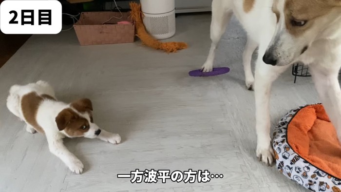 先輩を誘う波平くん